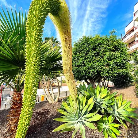 Olympia Studio Las Americas Costa Adeje 아파트 플라야데라스아메리카스
