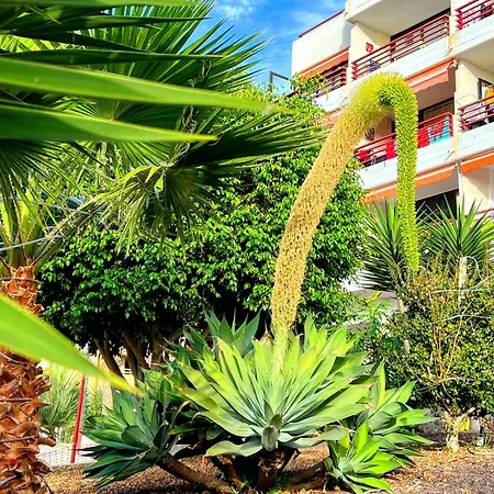 Apartment Olympia Studio Las Americas Costa Adeje